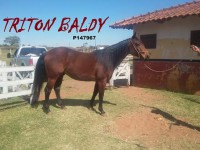 N*25 TRITON BALDY - P147967 