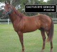 /album/galeria-de-fotos-cactus-bye-gem-ejb-p134745/a10524671-1437704066519038-2870023094040919314-n-jpg1/