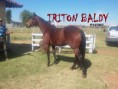 /album/galeria-de-fotos-triton-baldy-p147967/img-5549-jpg/