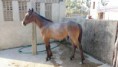 /album/galeria-de-fotos-cavalo-de-cabeca-9-meses-7-8/img-20151120-wa0006-jpg1/