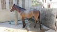 /album/galeria-de-fotos-cavalo-de-cabeca-9-meses-7-8/img-20151120-wa0007-jpg/