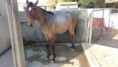 /album/galeria-de-fotos-cavalo-de-cabeca-9-meses-7-8/img-20151120-wa0008-jpg/